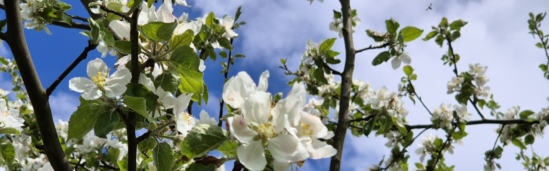 2025 Apfelblüte01