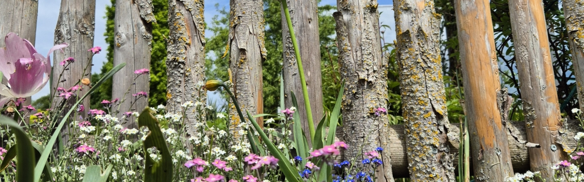 2025 GartenzaunmitBlumen