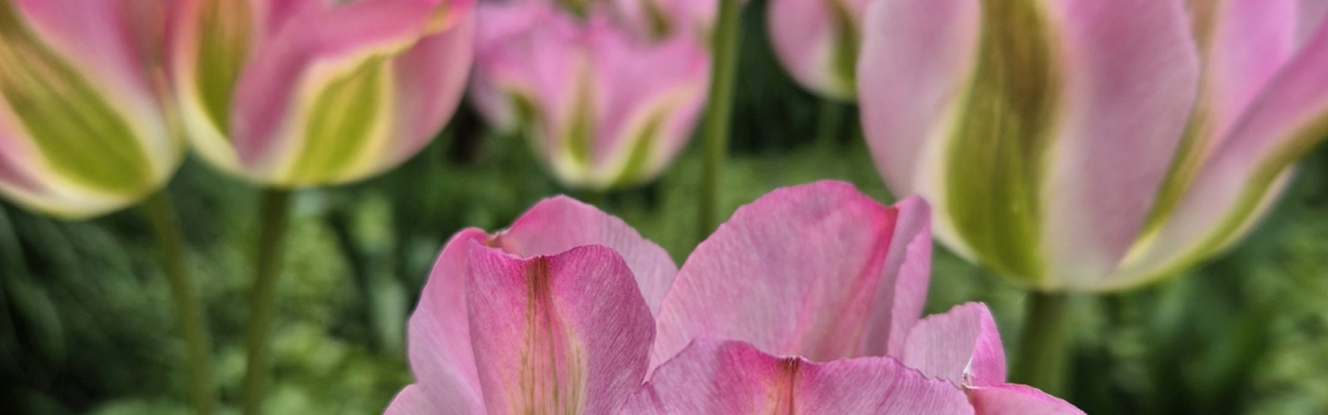 2025 Tulpen01