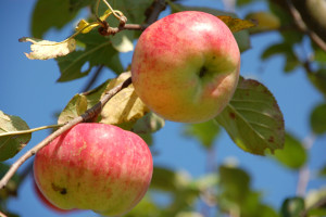 Äpfel Früchte (Jakob Fischer)