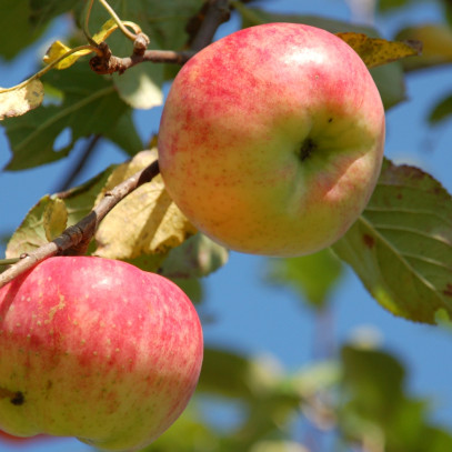 Äpfel Früchte (Jakob Fischer)