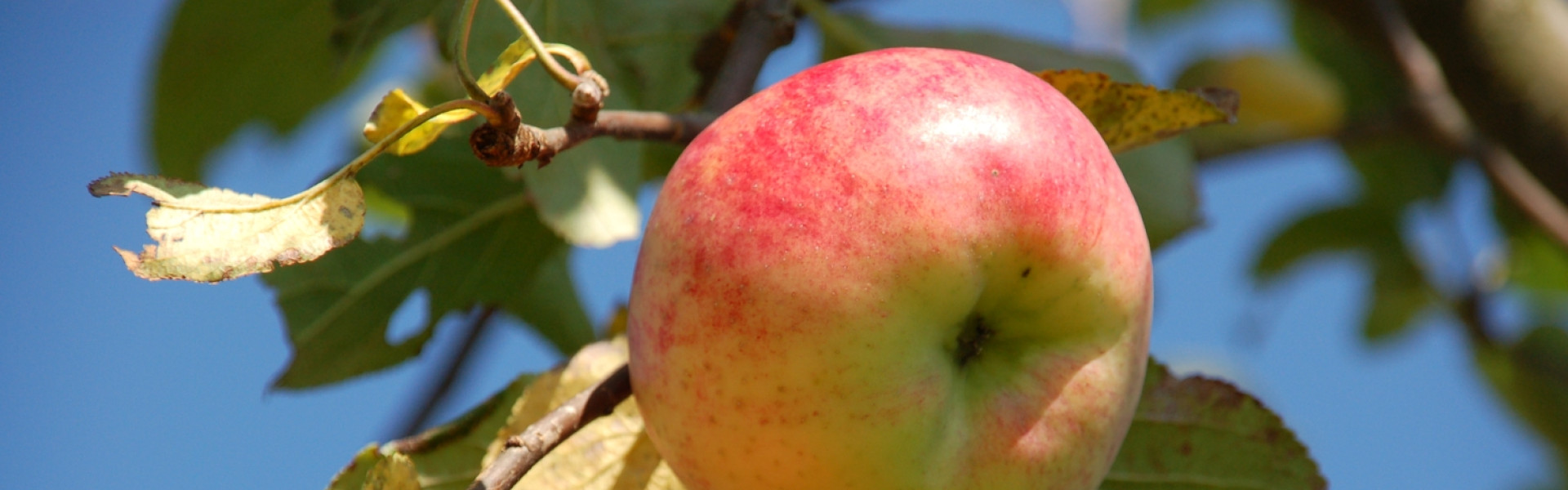 Äpfel Früchte (Jakob Fischer)