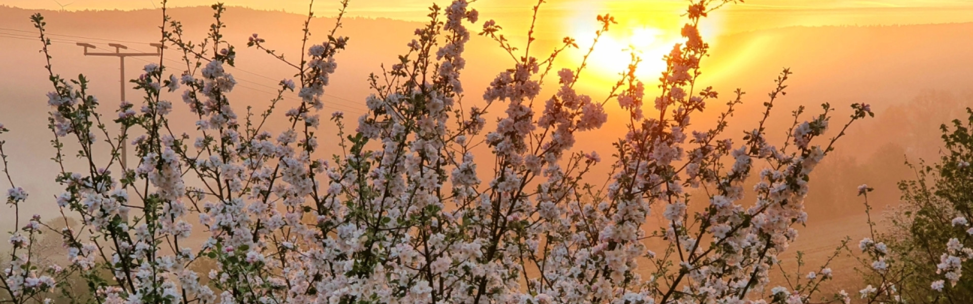 Apfelblüte