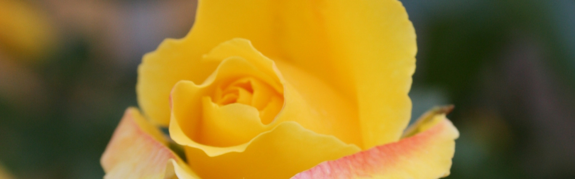 Rose Schmuckbild Verdelungsseminar