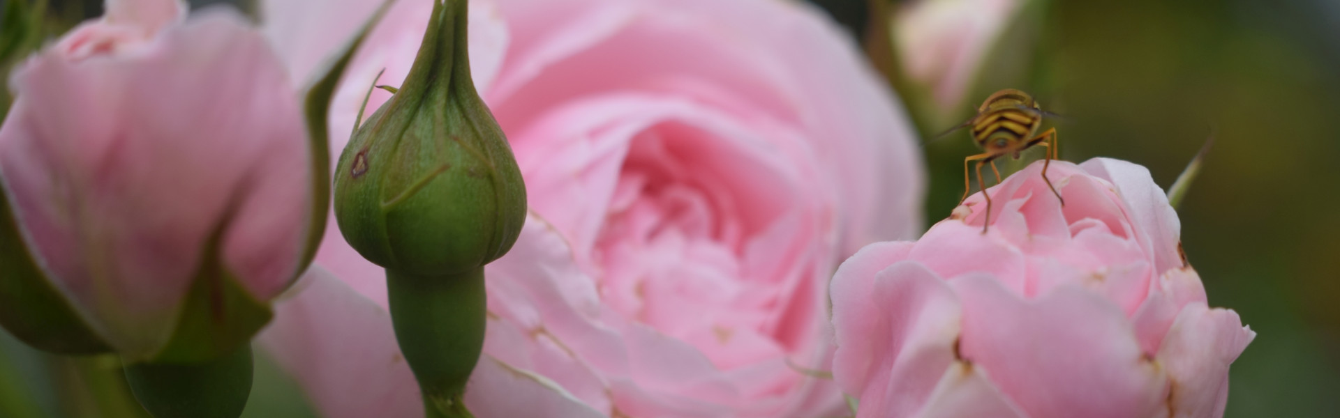 Rosengarten2