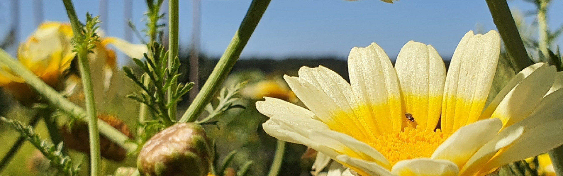 Schmuckbild01