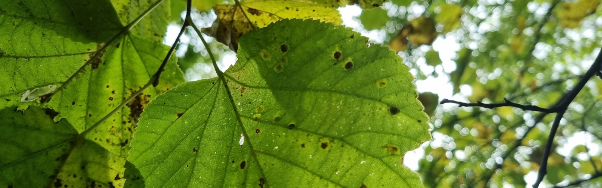 Schmuckbild02