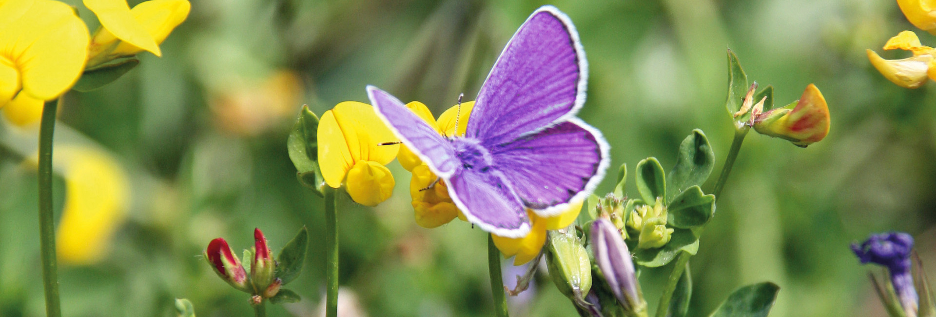 Blumenwiese mit Schmetterling